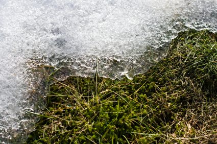 thawing snow on grassy field