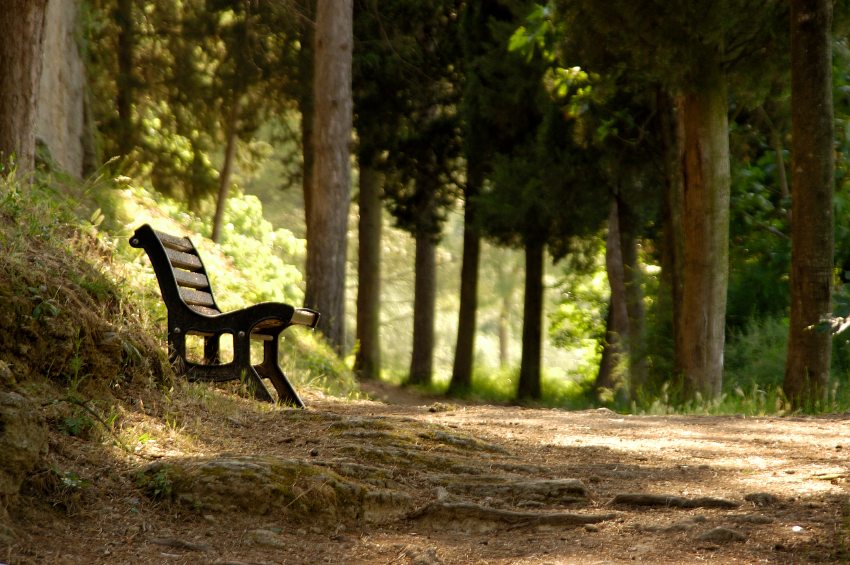 Forest bench
