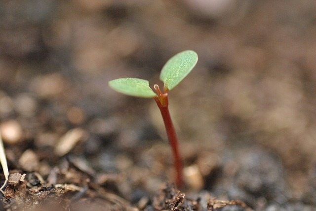 Seed sprout